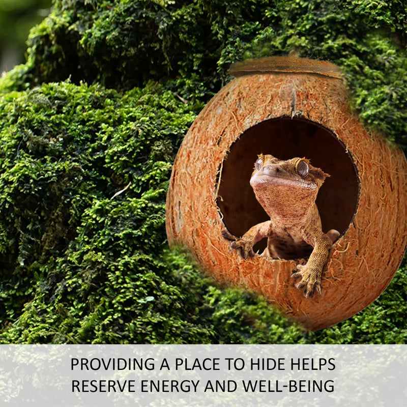 SunGrow Leopard Gecko Coco Hut, Gecko Climbing Accessories, Raw Coconut Shell Reptile Hide, Terrarium Habitat DÃ©cor, 2.5â€ Opening Diameter, with Fiber Loop for Hanging (1-Hole) - Image 4